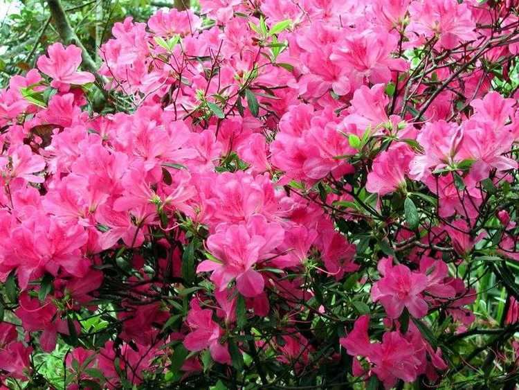 Rhododendron pulchrum pulchrum
