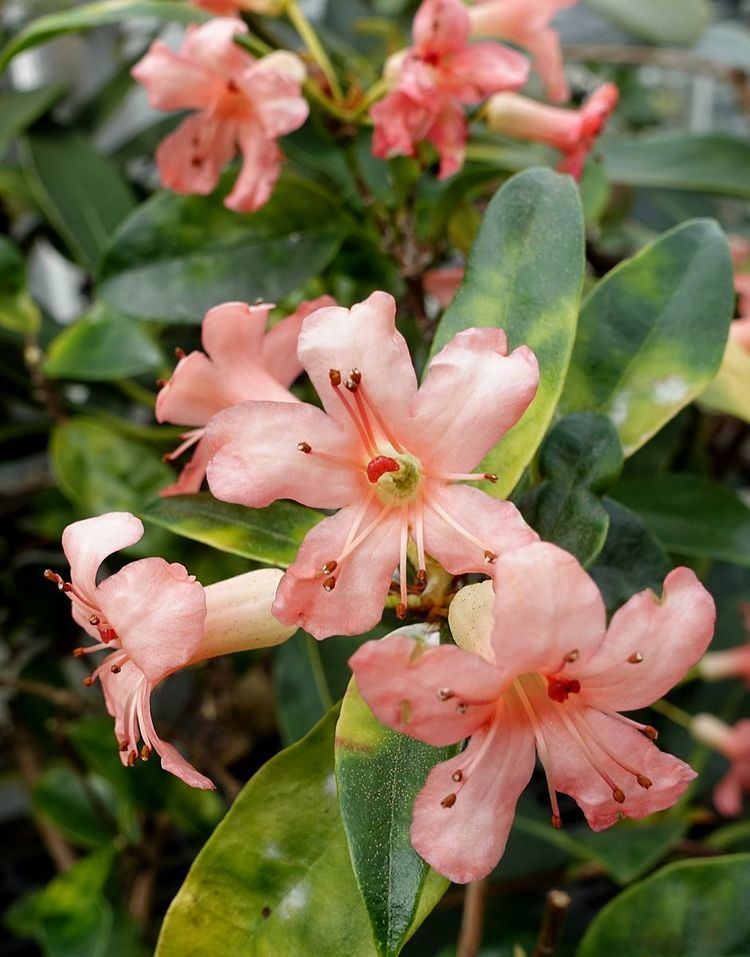 Rhododendron rarilepidotum