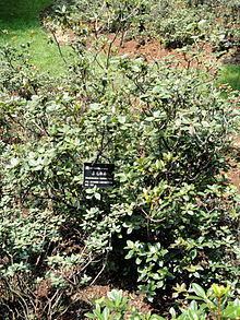 Rhododendron rigidum httpsuploadwikimediaorgwikipediacommonsthu