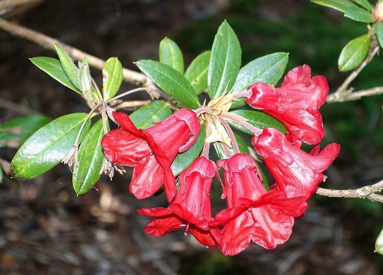 Rhododendron sanguineum