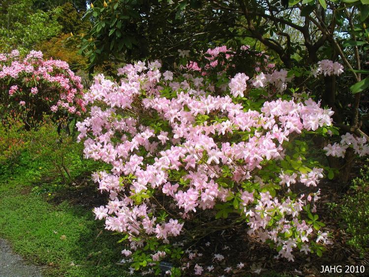 Rhododendron schlippenbachii Rhododendron schlippenbachii Name That Plant