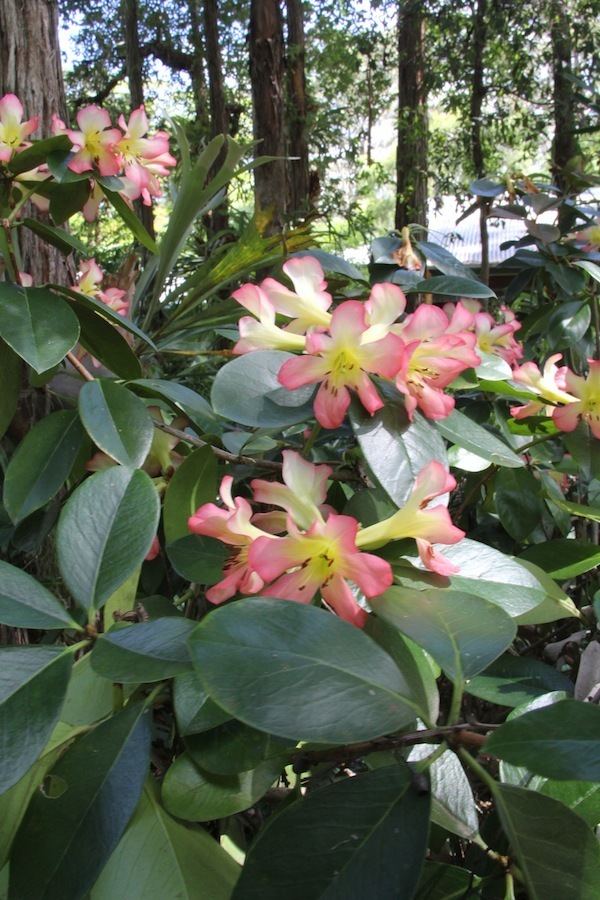 Rhododendron sect. Vireya How to prune vireya rhododendron GardenDrum