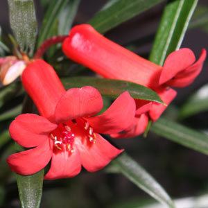 Rhododendron sect. Vireya Vireya Rhododendrons Nurseries Online Australia