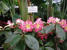 Rhododendron sect. Vireya httpsuploadwikimediaorgwikipediacommonsthu