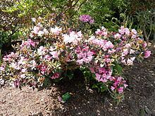 Rhododendron selense httpsuploadwikimediaorgwikipediacommonsthu