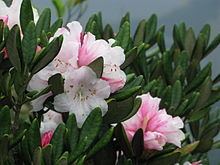 Rhododendron simiarum httpsuploadwikimediaorgwikipediacommonsthu