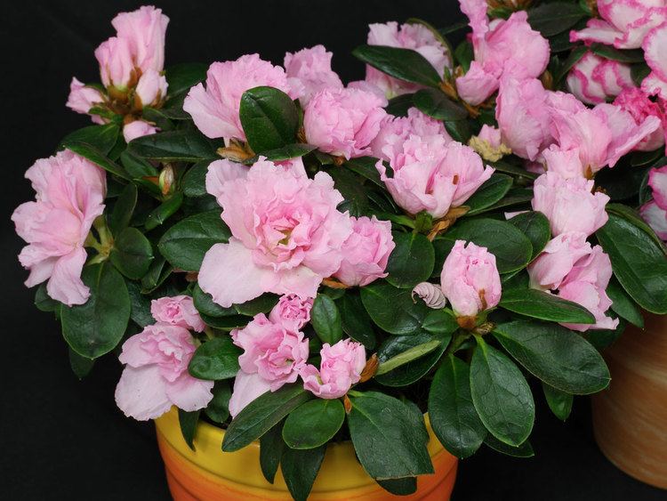 Rhododendron simsii simsii