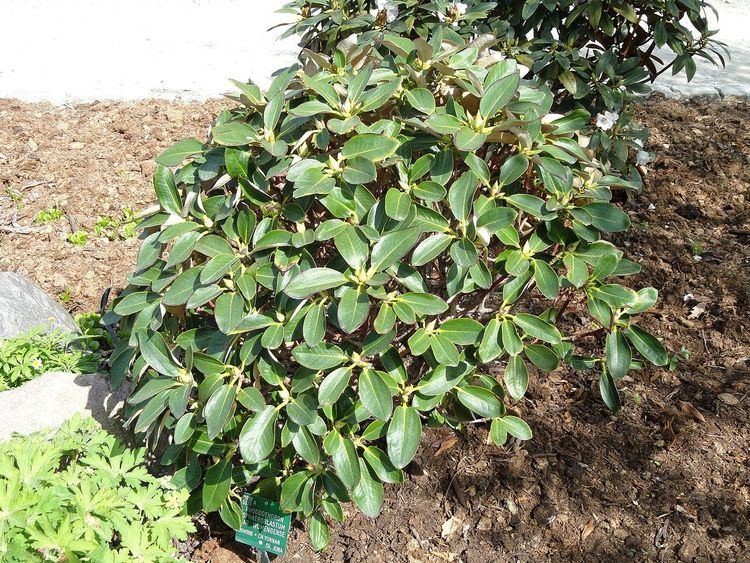 Rhododendron sphaeroblastum