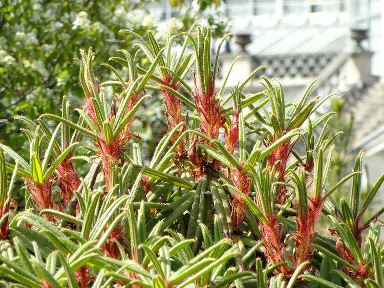 Rhododendron strigillosum