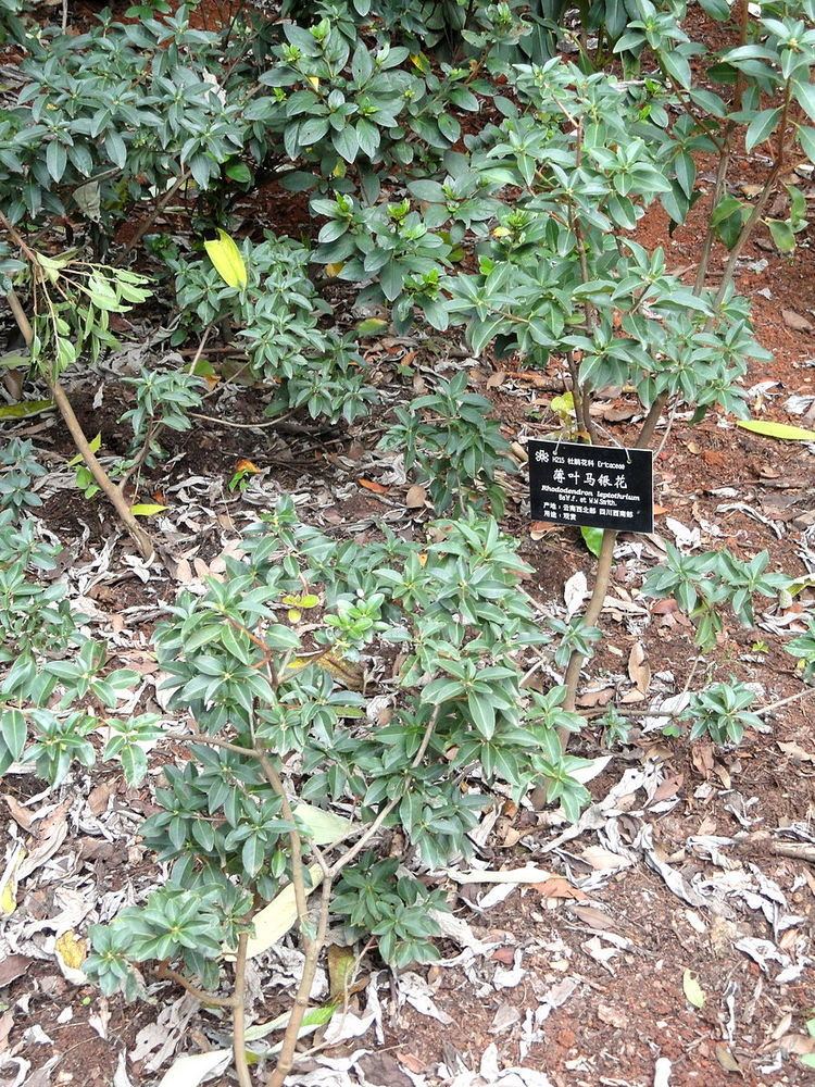 Rhododendron subg. Azaleastrum