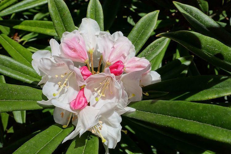 Rhododendron thayerianum
