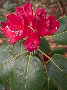Rhododendron thomsonii httpsuploadwikimediaorgwikipediacommonsthu