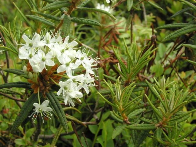 Rhododendron tomentosum Rhododendron tomentosum Marsh Labrador tea Ledum palustre