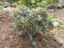 Rhododendron traillianum httpsuploadwikimediaorgwikipediacommonsthu