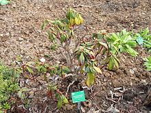 Rhododendron uvariifolium httpsuploadwikimediaorgwikipediacommonsthu