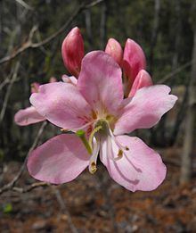 Rhododendron vaseyi httpsuploadwikimediaorgwikipediacommonsthu