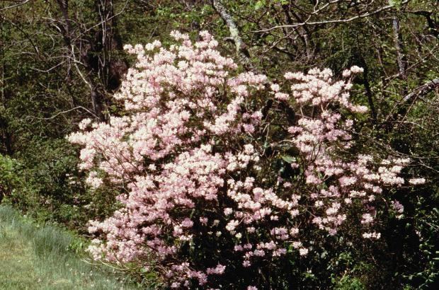 Rhododendron vaseyi Native Azaleas Rhododendron vaseyi