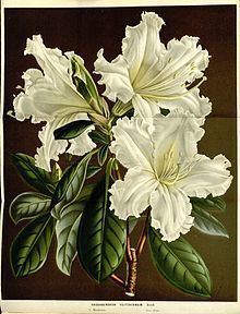 Rhododendron veitchianum httpsuploadwikimediaorgwikipediacommonsthu
