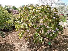 Rhododendron wallichii httpsuploadwikimediaorgwikipediacommonsthu