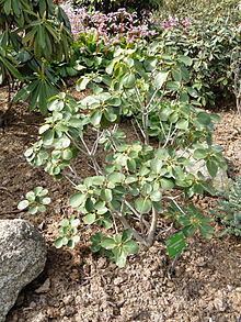 Rhododendron wardii httpsuploadwikimediaorgwikipediacommonsthu