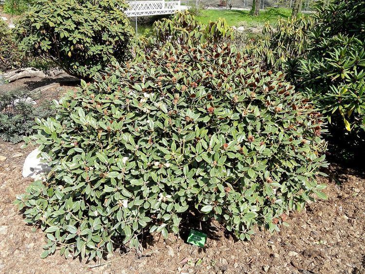 Rhododendron watsonii