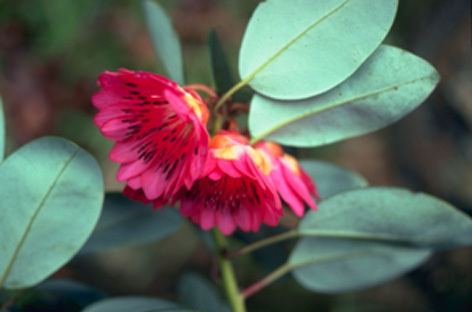 Rhodoleia championii Hong Kong HerbariumRare and Precious Plants of Hong Kong Online