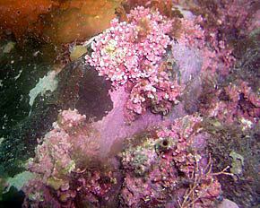 Rhodolith Rhodoliths the size of the Great Barrier Reef OnCirculation
