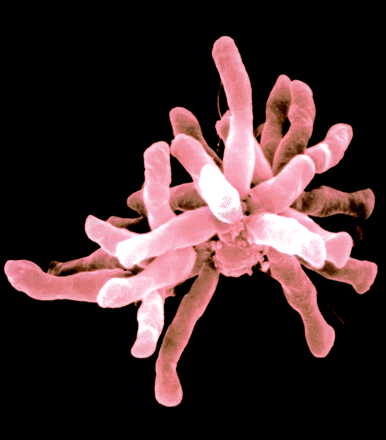 Image result for rhodopseudomonas palustris tie-1