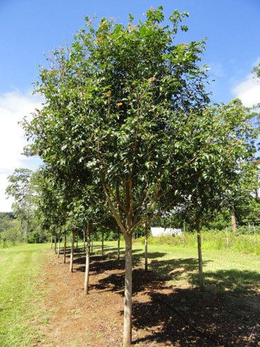 Rhodosphaera rhodanthema RHODOSPHAERA rhodanthema Deep Yellow Wood Australian Native Tree