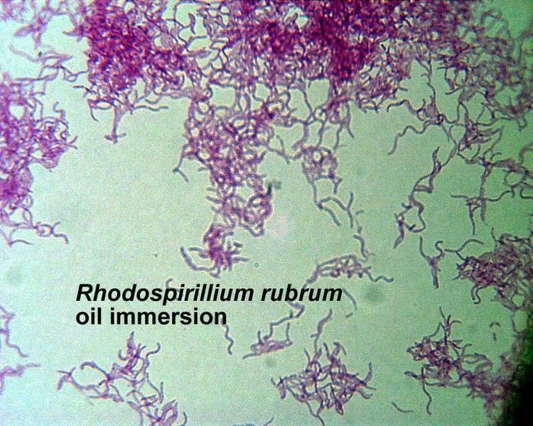 Rhodospirillum rubrum Microbiology Bacteria Stains at Houston Community College StudyBlue