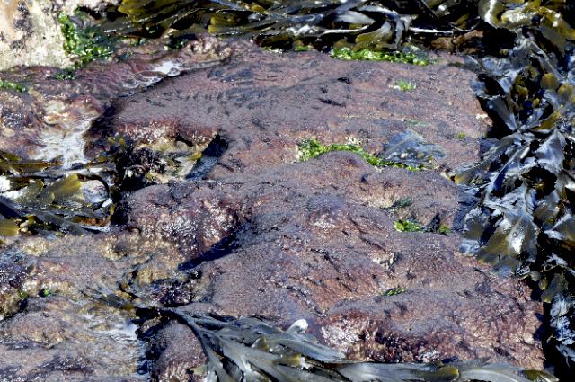 Rhodothamniella Seaweedie Information on marine algae