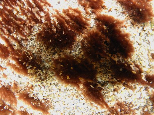 Rhodothamniella Seaweedie Information on marine algae