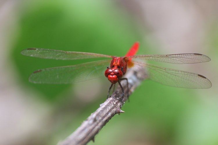 Rhodothemis rufa Dragonflies amp damselflies of Thailand 87 Rhodothemis rufa Rambur