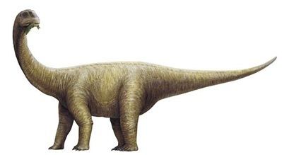 Rhoetosaurus Rhoetosaurus Queensland Museum