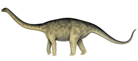 Rhoetosaurus Rhoetosaurus Australian Museum