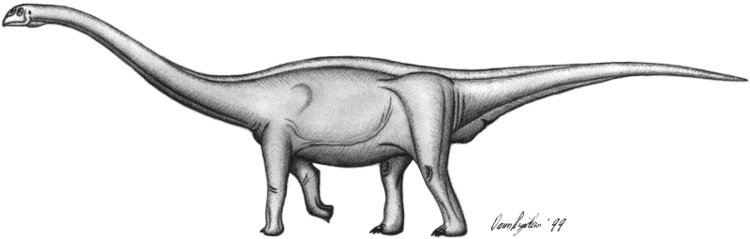 Rhoetosaurus Dann39s Dinosaur Info RHOETOSAURUS