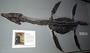 Rhomaleosauridae httpsuploadwikimediaorgwikipediacommonsthu