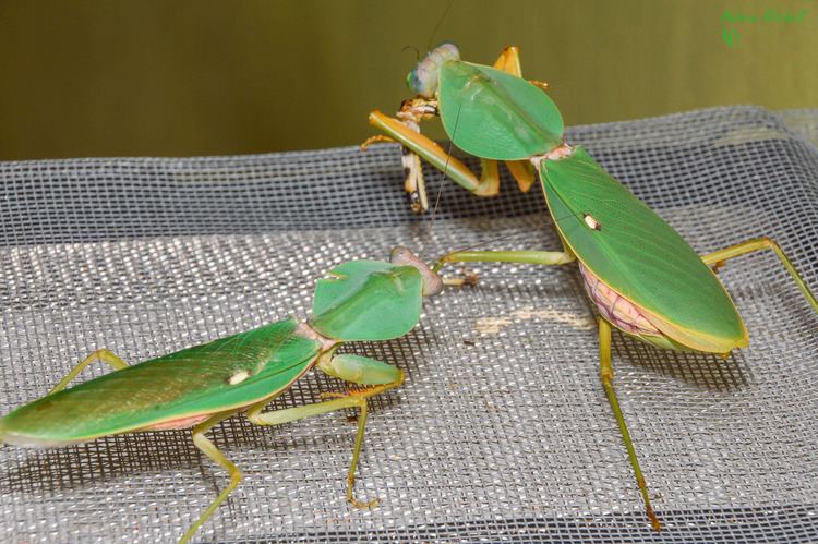 Rhombodera Rhombodera valida Giant Shield Mantis Adult Male and Fe Flickr