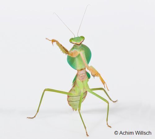 Rhombodera IG Mantodea List