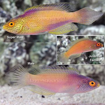 Rhomboid wrasse wwwliveaquariacomimagescategoriesproductp80