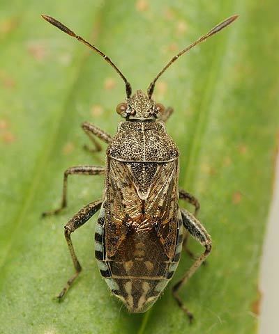 Rhopalidae Rhopalidae Stictopleurus punctatonervosus