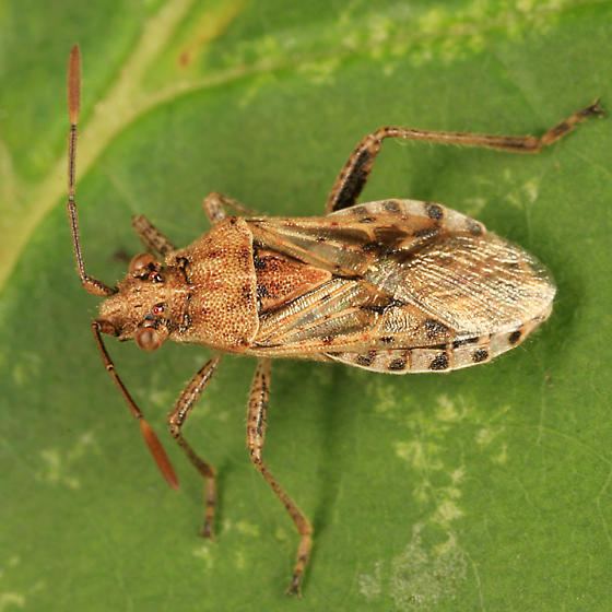 Rhopalidae Rhopalidae Stictopleurus punctiventris BugGuideNet