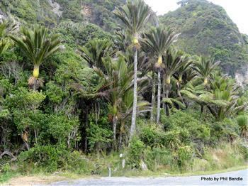 Rhopalostylis Rhopalostylis the Nikau Palm Shaving Brush Palm Feather Duster