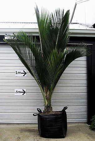 Rhopalostylis Rhopalostylis sapida Palmpedia Palm Grower39s Guide