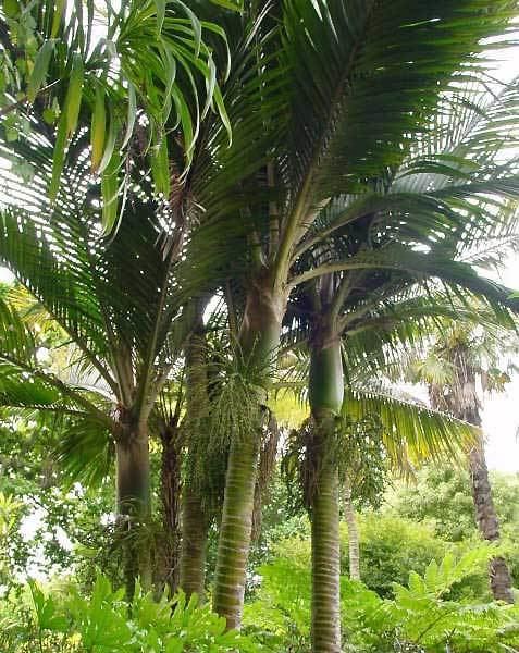 Rhopalostylis Rhopalostylis the Nikau Palm Shaving Brush Palm Feather Duster