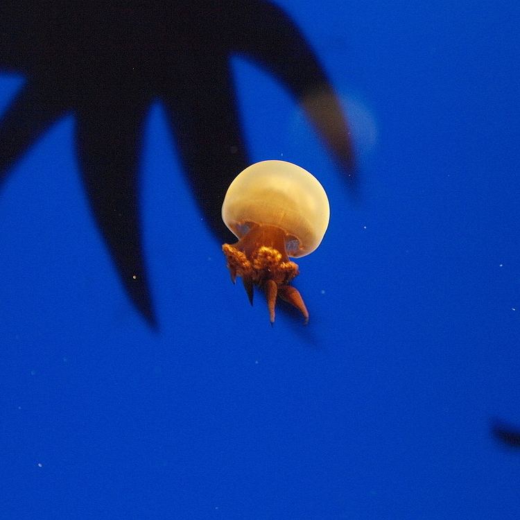 Rhopilema Rhopilema esculentum Wikipedia