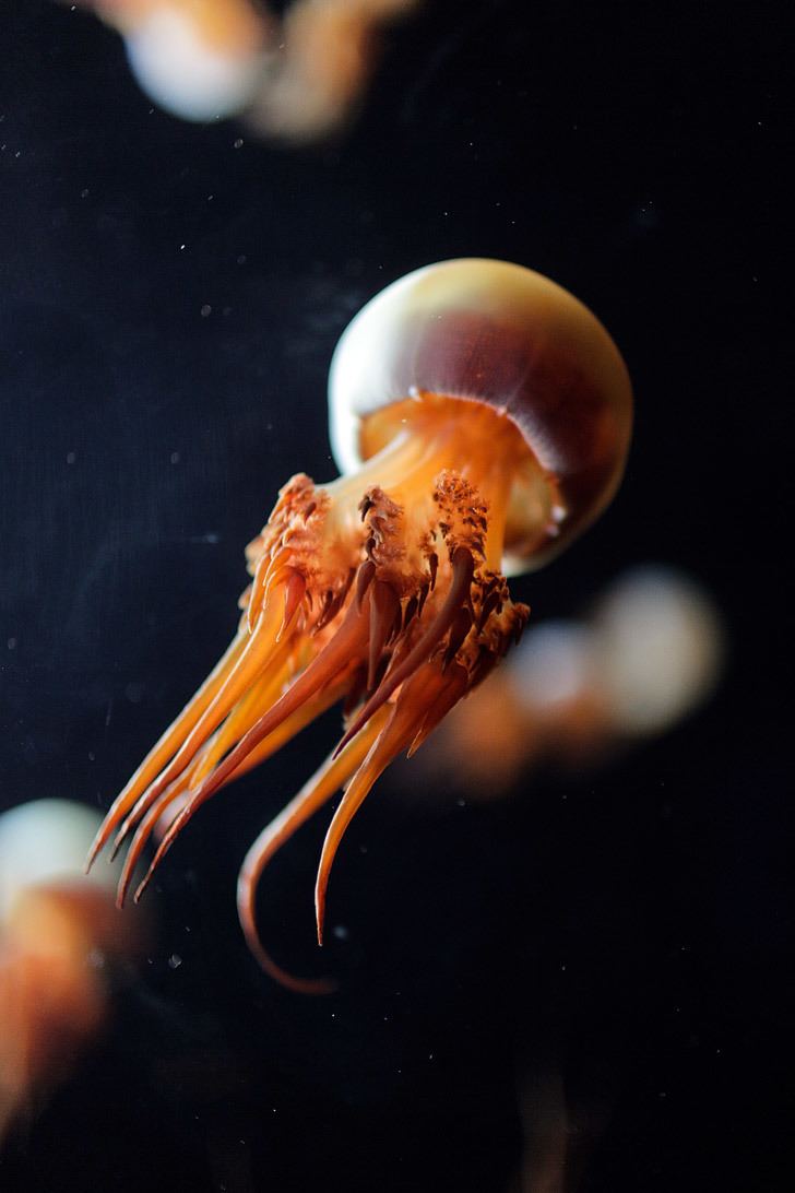 Rhopilema esculentum 13 Remarkable Species of Jellyfish at the Monterey Aquarium