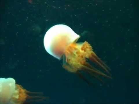 Rhopilema esculentum Flame Jellyfish Rhopilema esculentum YouTube