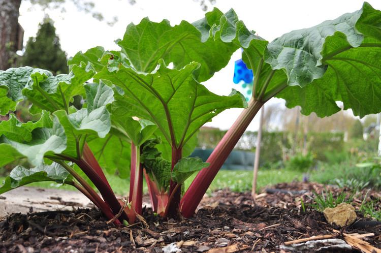 Rhubarb So What Exactly IS Rhubarb Anyway The Huffington Post