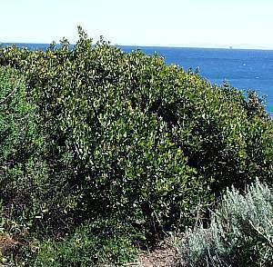 Rhus integrifolia Rhus integrifolia at San Marcos Growers